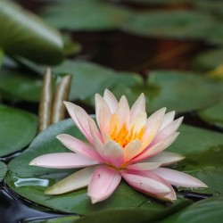 Eau de Parfum Bio Certifiée Lotus Blanc - Relaxante | Acorelle