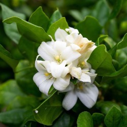 Eau de Parfum Bio Certifiée Lotus Blanc - Relaxante | Acorelle