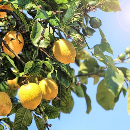 Eau de parfum Bio Certifiée Jardin Des Thés - Énergisante | Acorelle