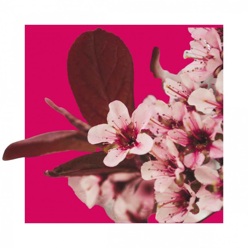 Be Positive Harmony Eau de Parfum Fleur de Cerisier Rassurant Bio 50 ml 2