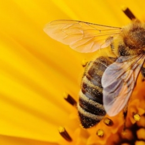 Connaissez-vous les bienfaits de la synergie pollen-propolis ?