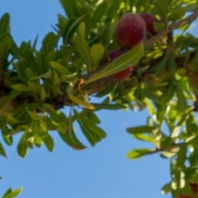Huile d’argan : les bienfaits pour la peau et les cheveux Huile d’argan : les bienfaits pour la peau et les cheveux